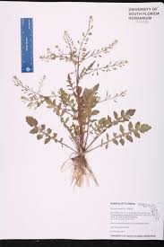 Attēlu rezultāti vaicājumam “Rorippa palustris leaf”