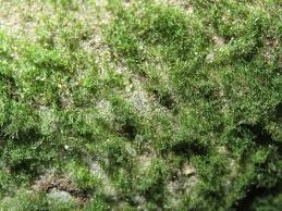 Attēlu rezultāti vaicājumam “Homalia trichomanoides sporophyte”