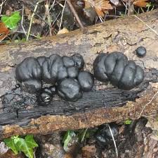 Attēlu rezultāti vaicājumam “Didymium xanthopus spores”