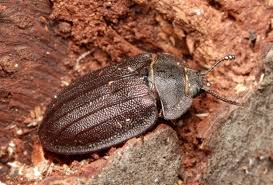 Attēlu rezultāti vaicājumam “Peltis grossa”