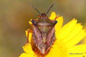 Attēlu rezultāti vaicājumam “Carpocoris sp.”