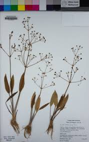 Attēlu rezultāti vaicājumam “Alisma lanceolatum leaf”