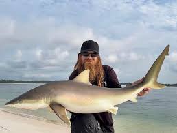 Image result for Carcharhinus acronotus