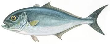 Image result for Seriola dumerili