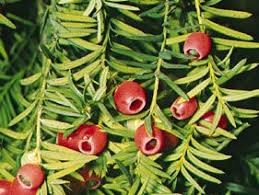 Attēlu rezultāti vaicājumam “Taxus wallichiana”