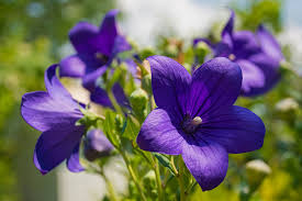 Image result for Campanula isophylla