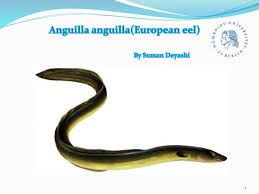 Image result for Anguilla anguilla