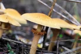 Attēlu rezultāti vaicājumam “Phaeolepiota aurea”