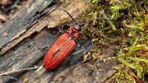 Attēlu rezultāti vaicājumam “Lopheros rubens”