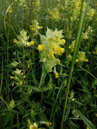 Attēlu rezultāti vaicājumam “Rhinanthus serotinus flower”