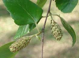 Attēlu rezultāti vaicājumam “Betula alleghaniensis fruit”