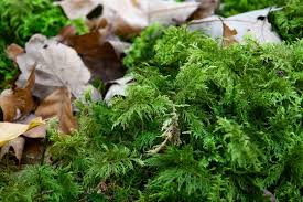 Attēlu rezultāti vaicājumam “Thuidium recognitum”