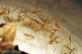 Attēlu rezultāti vaicājumam “Pandemis”