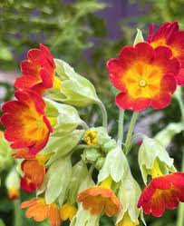Attēlu rezultāti vaicājumam “Primula veris flower”