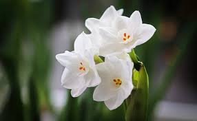 Attēlu rezultāti vaicājumam “Narcissus flower”