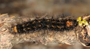 Attēlu rezultāti vaicājumam “Eilema griseola larva”