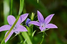 Attēlu rezultāti vaicājumam “Campanula patula flower”