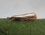 Attēlu rezultāti vaicājumam “Catoptria margaritella”