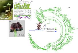Attēlu rezultāti vaicājumam “Marchantiopsida”