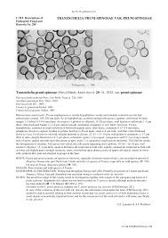 Attēlu rezultāti vaicājumam “Tranzschelia pruni-spinosae spores”