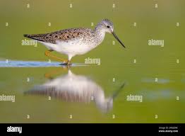 Attēlu rezultāti vaicājumam “Tringa stagnatilis adult”