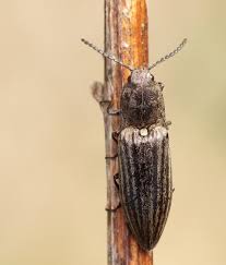 Attēlu rezultāti vaicājumam “Actenicerus sjaelandicus”