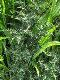 Attēlu rezultāti vaicājumam “Carduus crispus leaf”