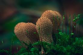 Attēlu rezultāti vaicājumam “Lycoperdon echinatum”