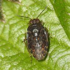 Attēlu rezultāti vaicājumam “Saldula saltatoria”