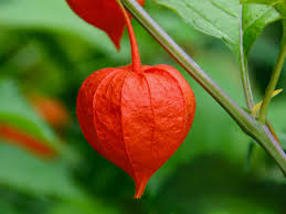 Image result for Physalis alkekengi