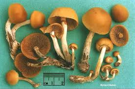 Attēlu rezultāti vaicājumam “Galerina marginata”