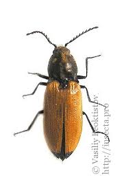 Attēlu rezultāti vaicājumam “Anostirus castaneus”