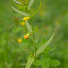 Attēlu rezultāti vaicājumam “Melampyrum sylvaticum leaf”