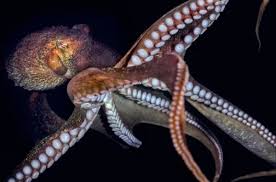 Image result for Enteroctopus dofleini