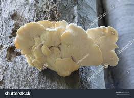 Attēlu rezultāti vaicājumam “Hericium cirrhatum”