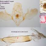 Attēlu rezultāti vaicājumam “Euphyia unangulata”