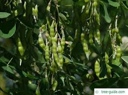 Attēlu rezultāti vaicājumam “Laburnum alpinum”