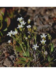 Attēlu rezultāti vaicājumam “Androsace septentrionalis”