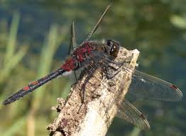 Attēlu rezultāti vaicājumam “Leucorrhinia rubicunda male”