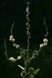 Attēlu rezultāti vaicājumam “Sparganium minimum leaf”