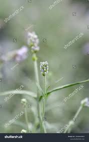 Attēlu rezultāti vaicājumam “Lavandula angustifolia bud”