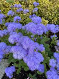 Image result for Ageratum mexicanum