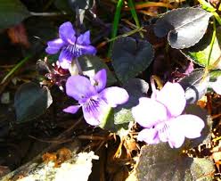Attēlu rezultāti vaicājumam “Viola riviniana leaf”