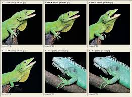 Attēlu rezultāti vaicājumam “Sauria”