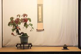 Image result for parthenocissus bonsai