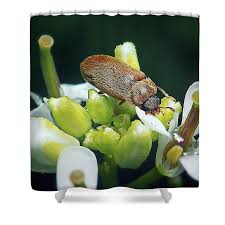 Attēlu rezultāti vaicājumam “Byturus ochraceus”