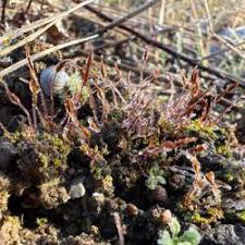 Attēlu rezultāti vaicājumam “Aloina rigida”