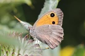 Attēlu rezultāti vaicājumam “Hyponephele lycaon”