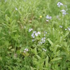 Attēlu rezultāti vaicājumam “Myosotis laxa subsp. baltica leaf”
