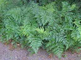 Attēlu rezultāti vaicājumam “Oenothera rubricauli leaf”